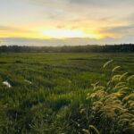 Sri Lanka 7 Day Tour with Private Driver - Day 3: Tea Plantations & Colonial Charm