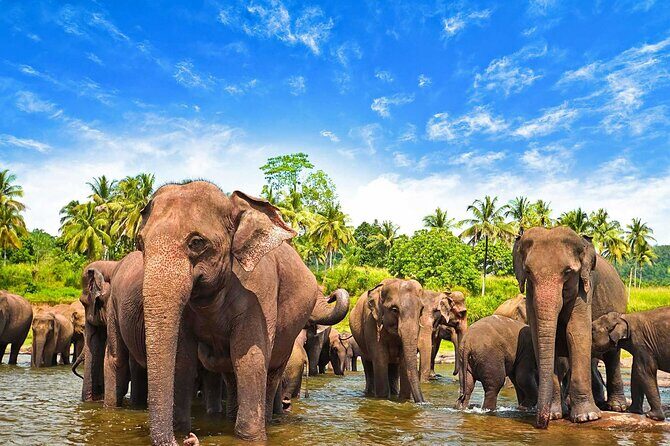 Sri Lanka 7 days Round Tour, Beaches & Safari Island Full Tour - Cost and Value Analysis