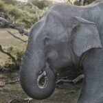 Sri Lanka 7 Days Tour Package  South Coast & Highlands - Why This Tour Offers Great Value