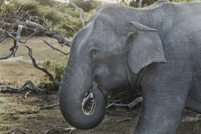 Sri Lanka 7 Days Tour Package  South Coast & Highlands - Why This Tour Offers Great Value