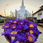 Sri Lanka Ancient Temple, Wildlife, Hill Country Train - What Makes This Tour Stand Out?