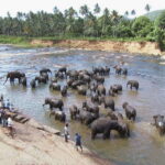 Sri Lanka ancient wonders Sigiriya, Kandy, Dambulla 2-day - An In-Depth Look at the 2-Day Tour Experience