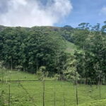 Sri Lanka: Central Province Motorbike Tour as Passenger - Who Is This Tour Best Suited For?