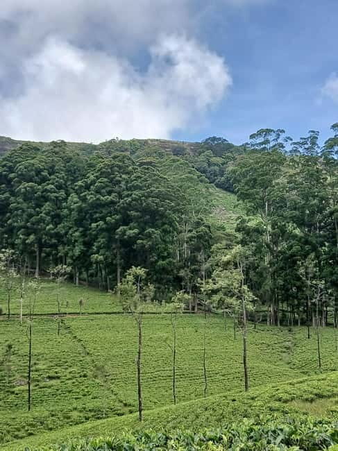 Sri Lanka: Central Province Motorbike Tour as Passenger - Who Is This Tour Best Suited For?