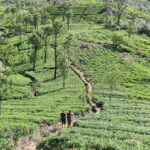 Sri Lanka Compact Highlight 5-Day Tour Sigiriya, Kandy, Ella - Exploring the Itinerary: What You Can Expect