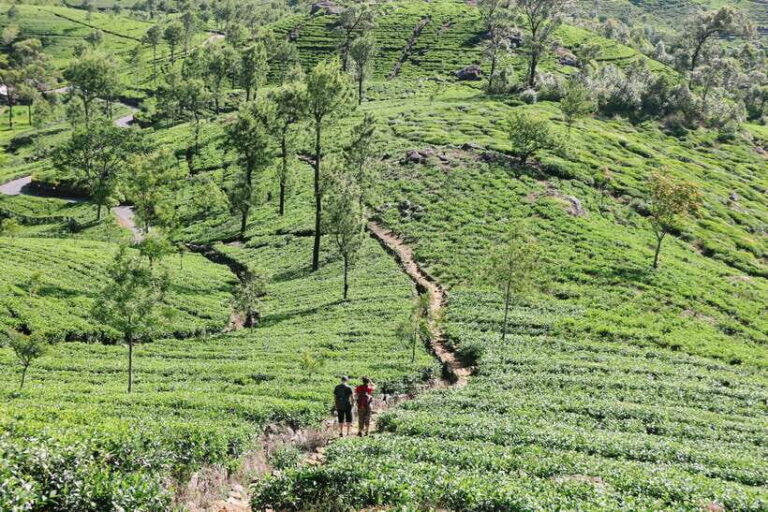 Sri Lanka Compact Highlight 5-Day Tour Sigiriya, Kandy, Ella - Exploring the Itinerary: What You Can Expect