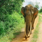 Sri Lanka cultural triangle full circle 3-day tour - The Itinerary in Detail: What to Expect