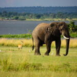 Sri Lanka Cultural Triangle Private 2-Day Tour+Wildlife Tour - What Makes This Tour Stand Out?