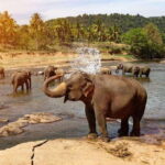 Sri Lanka : Day Tour to Pinnawala Elephant Orphanage & Zoo - Is This Tour Worth the Price?