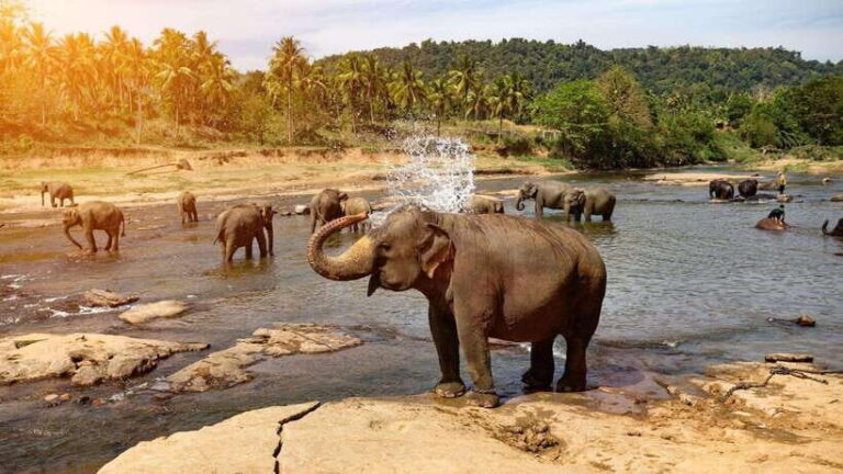Sri Lanka : Day Tour to Pinnawala Elephant Orphanage & Zoo - Is This Tour Worth the Price?