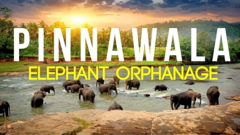 Sri Lanka : Day Tour to Pinnawala Elephant Orphanage & Zoo - An In-Depth Look at the Pinnawala Elephant Orphanage & Zoo Tour