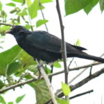 Sri Lanka Green Bless- 2-day Private Trip To Enjoy Nature - What Makes This Tour Valuable?