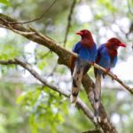 Sri Lanka jungle tour 4 days-rainforests, national parks... - Day 3: Yala Safari and Coastal Relaxation