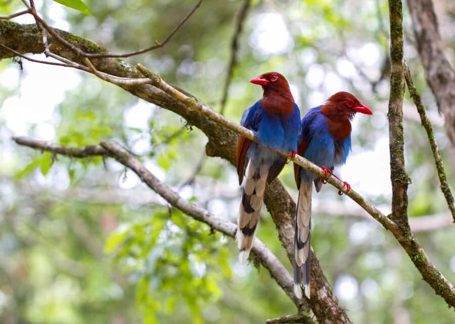 Sri Lanka jungle tour 4 days-rainforests, national parks... - Day 3: Yala Safari and Coastal Relaxation