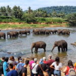 Sri Lanka: Kandy and Colombo Guided Cultural Tour - What to Expect on the Day