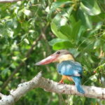 Sri Lanka Private Udawalawe, Sinharaja, Ella With Train Tour - A Closer Look at the Itinerary and Highlights