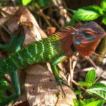 Sri Lanka : Sinharaja Rainforest Guided Trek with Pickup - Why This Tour Works Well