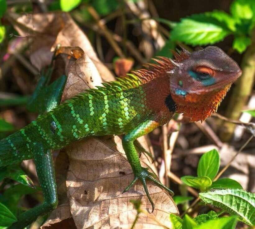 Sri Lanka : Sinharaja Rainforest Guided Trek with Pickup - The Authenticity and Impact of the Tour