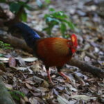 Sri Lanka: Sinharaja rainforest tour from Colombo, Bentota - What Makes This Tour Stand Out?