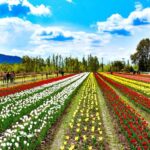 Srinagar: Tulip Garden With Shikra Ride on Dal Lake Tour - Who Would Benefit Most from This Tour?