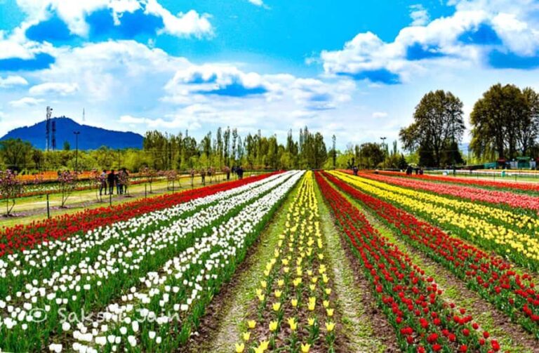 Srinagar: Tulip Garden With Shikra Ride on Dal Lake Tour - Who Would Benefit Most from This Tour?
