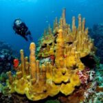 St. Lucia: Anse Cochon Marine Reserve Snorkeling Tour - The Value of a Short, Focused Snorkel Tour