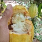 St Lucia Soufriere Private Chocolate Tour - Authentic Insights from Visitors