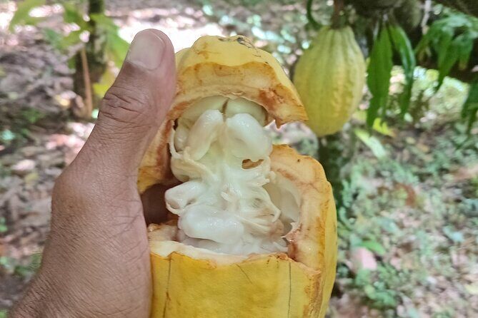 St Lucia Soufriere Private Chocolate Tour - Authentic Insights from Visitors  