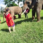 Sticky waterfalls- Elephants- Bamboo or White water rafting. - The Itinerary in Detail