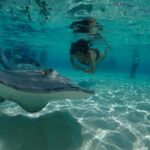 Stingray City Sandbar, Snorkel, Star fish Beach (Family operated) - Why This Tour Offers Great Value