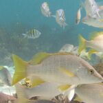 Stingray Sandbar, Snorkeling, and Starfish Point - What’s Included and What to Bring