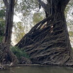 Stung Treng Canoeing In Mekong River - Practical Tips for Your Trip