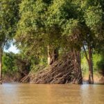 Stung Treng: Mekong River Boat Cruise to the Flooded Forests - What Do Reviewers Say?