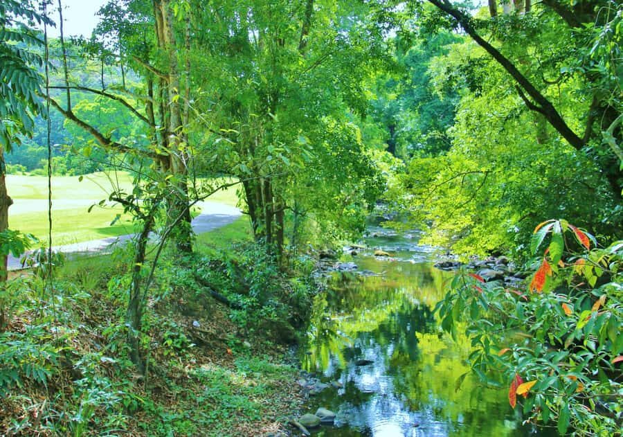 Subic: Day Golf Entry - Japanese Hospitality & Caddies