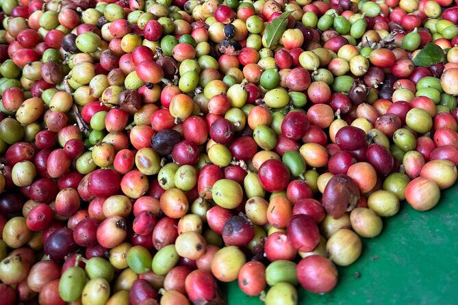 Sueños de Cafe - A Coffee Lovers Dream - The Experience You’ll Take Home