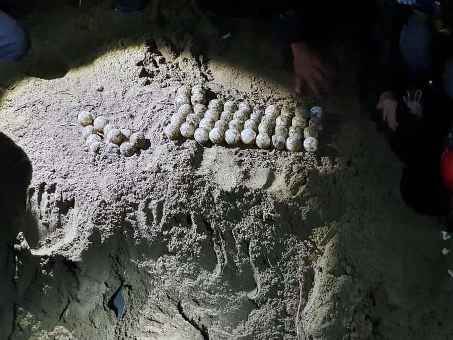 Sukamade Turtle Beach Adventure Into East Java - The Accommodation and Practical Details