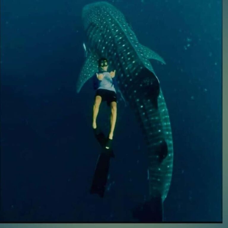 Sumbawa Overland Whale Shark Adventure (Sharing Trip) - What Sets This Tour Apart