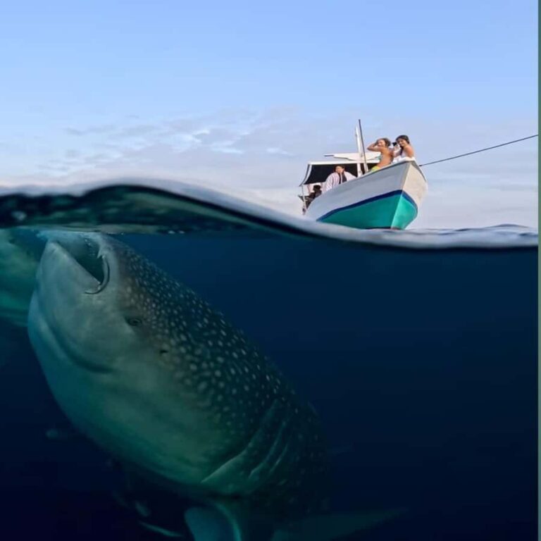 Sumbawa Overland Whale Shark Adventure (Sharing Trip) - Who Would Love This Tour?