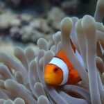 Sumbawa: Paserang and Kenawa Islands Snorkeling Day Trip - What to Expect: Practical Details