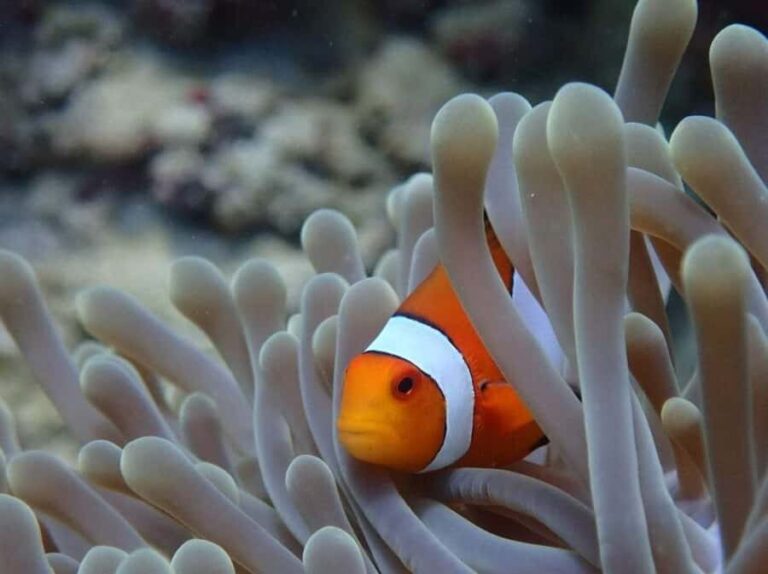 Sumbawa: Paserang and Kenawa Islands Snorkeling Day Trip - What to Expect: Practical Details