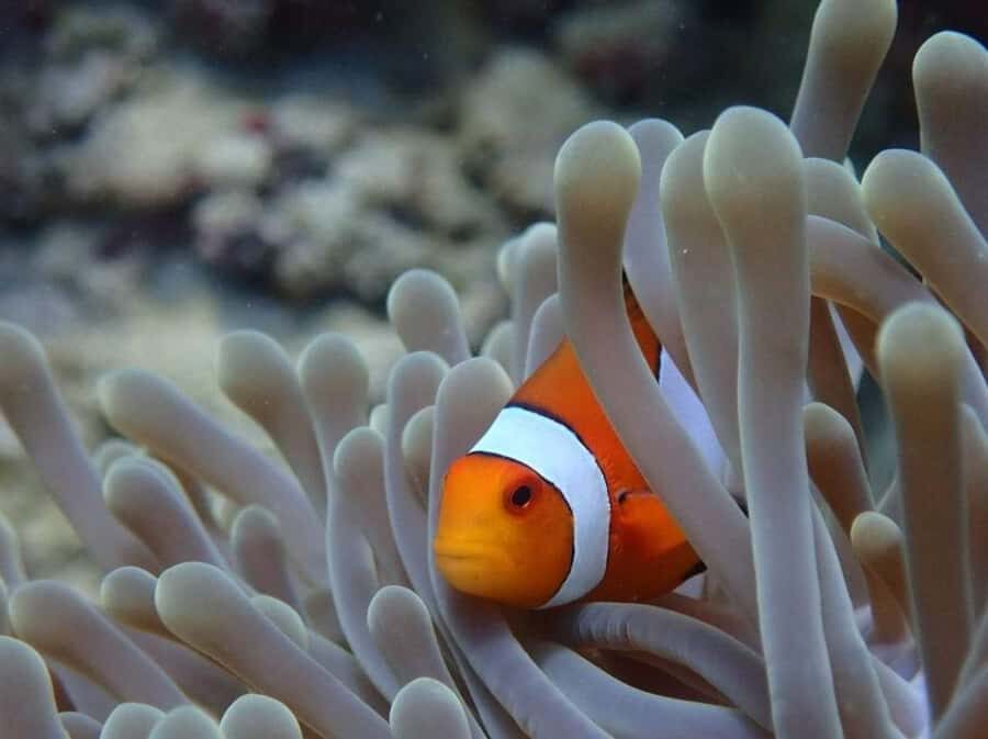 Sumbawa: Paserang and Kenawa Islands Snorkeling Day Trip - What to Expect: Practical Details