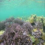 Sumbawa: Whale Shark Diving, Coral Reef & Bird Island - What to Expect and Practical Tips