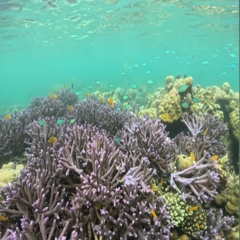 Sumbawa: Whale Shark Diving, Coral Reef & Bird Island - What to Expect and Practical Tips