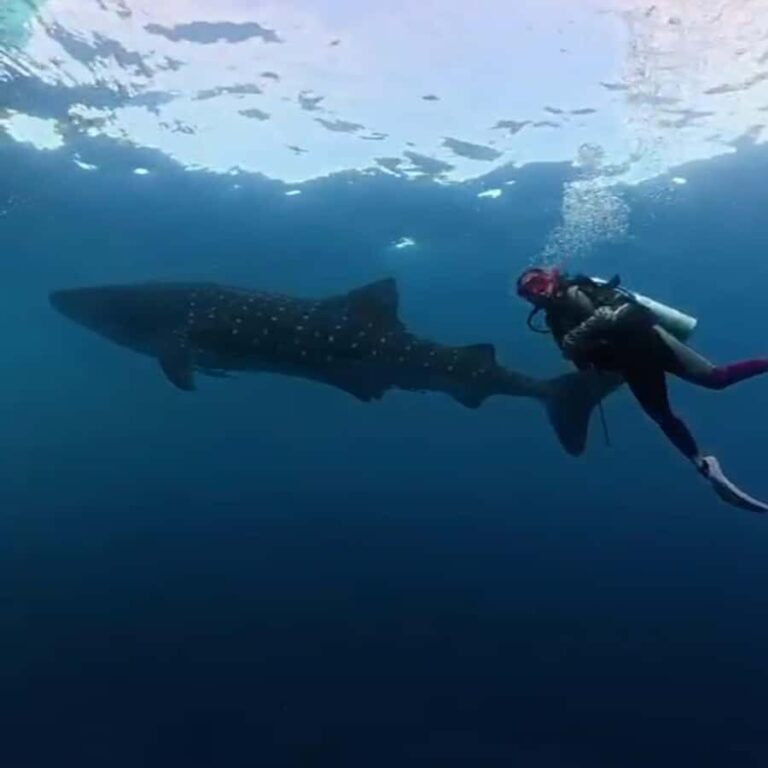 Sumbawa: Whale Shark Diving, Coral Reef & Bird Island - Why This Tour Offers Great Value