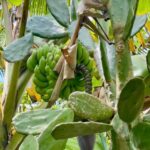 Sun Valley Plantation: Tropical paradise garden with hummingbirds - Frequently Asked Questions