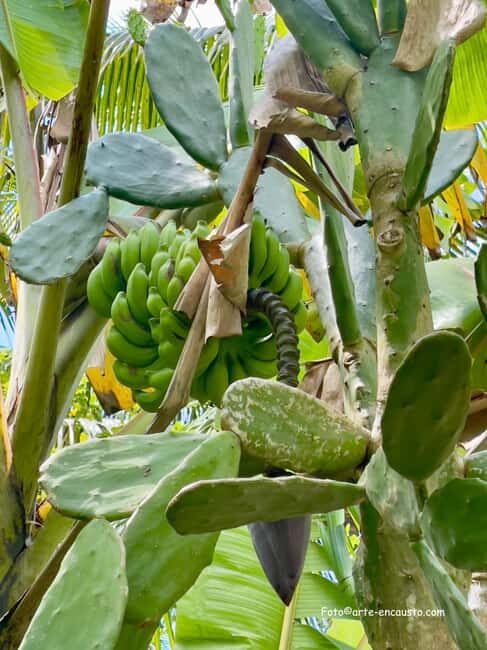 Sun Valley Plantation: Tropical paradise garden with hummingbirds - Frequently Asked Questions  