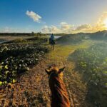Sunset Horseback Ride at Macao Beach & Forest with Transfers - The Value of This Tour