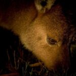 Sunset Nocturnal Adventure Tour - Practical Tips for Visitors