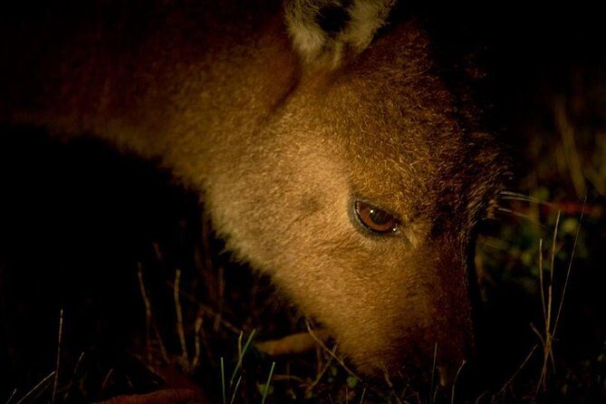 Sunset Nocturnal Adventure Tour - Practical Tips for Visitors