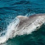 Sunset Party Catamaran Cruise PRINCESS GRAND Resort ADULTS ONLY - Who Is This Tour Best For?